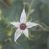 plant5